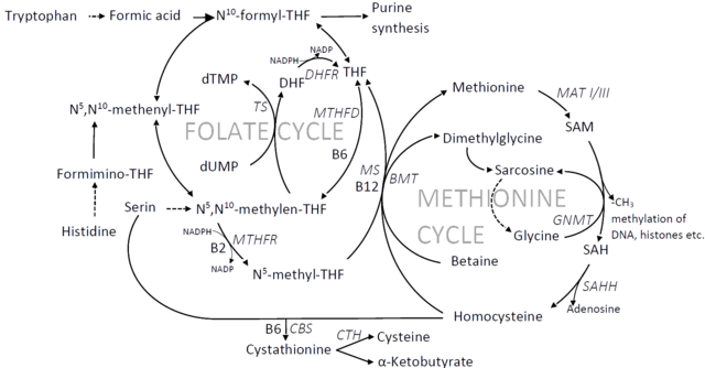 640px-Folate_cycle.png