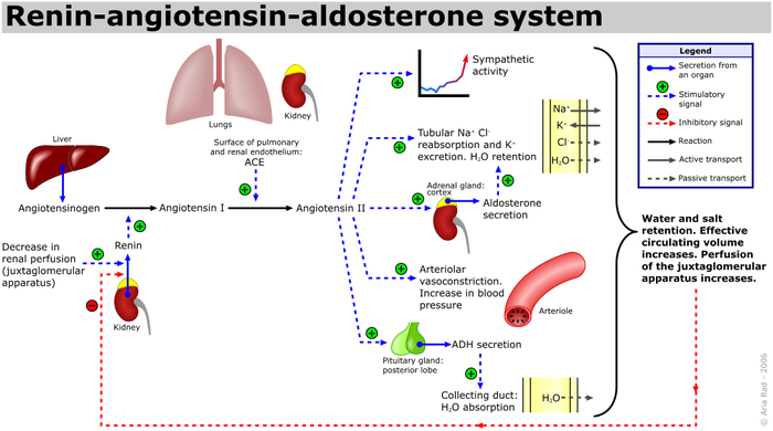 700px-Renin-angiotensin-aldosterone_system.png