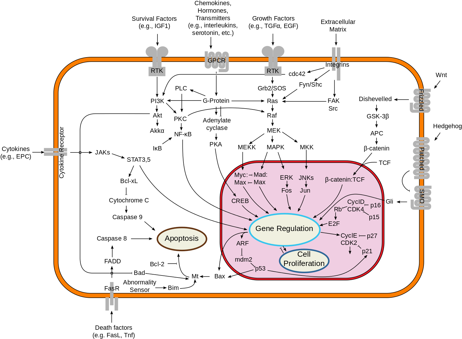 1599px-Signal_transduction_pathways.svg.png