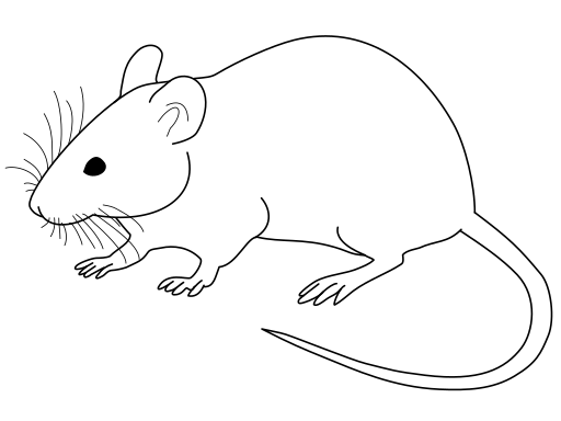 512px-Vector_diagram_of_laboratory_mouse_%28black_and_white%29.svg.png