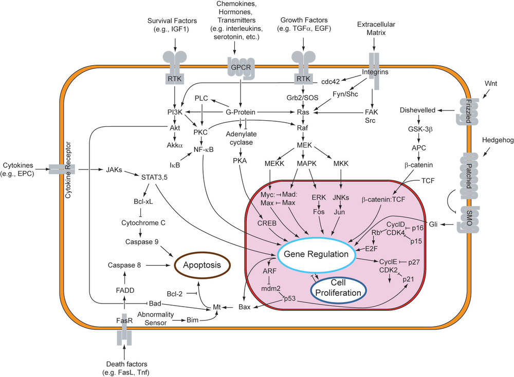 1000px-Signal_transduction_pathways.png