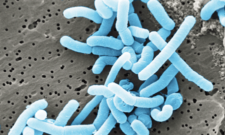 Lactobacillus_paracasei-Dr.-Horst-Neve-Max-Rubner-Institut-CC-BY-SA-3.gif